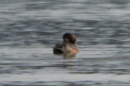 Greater/Lesser Scaup - ML643874554