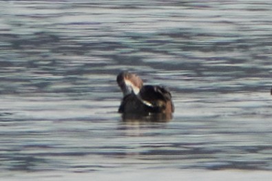 Greater/Lesser Scaup - ML643874555