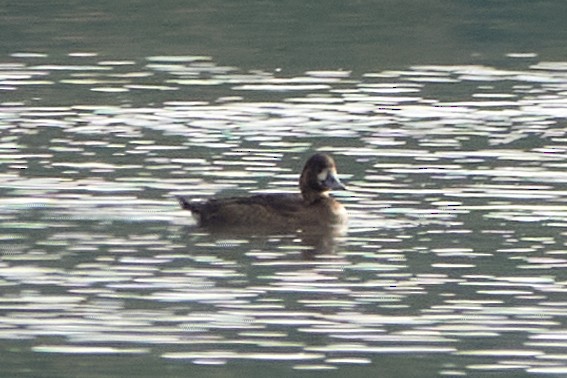 Greater/Lesser Scaup - ML643874556