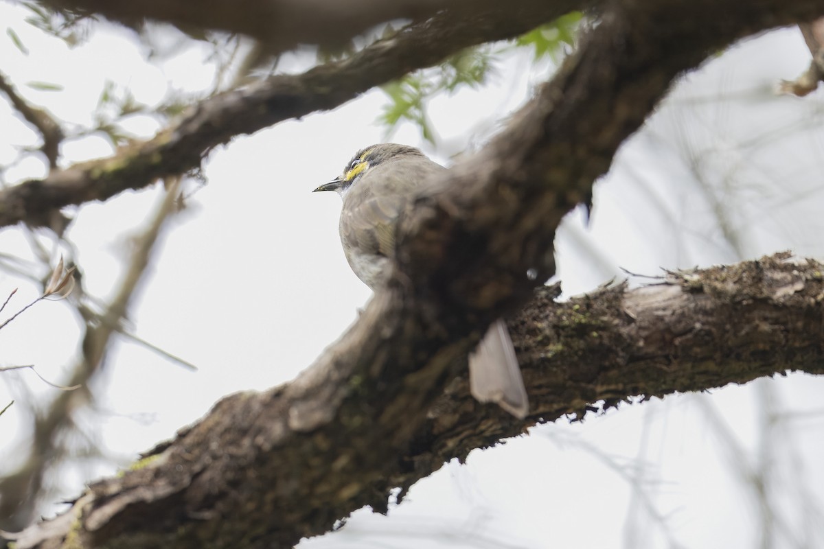 Yellow-faced Honeyeater - ML643874562