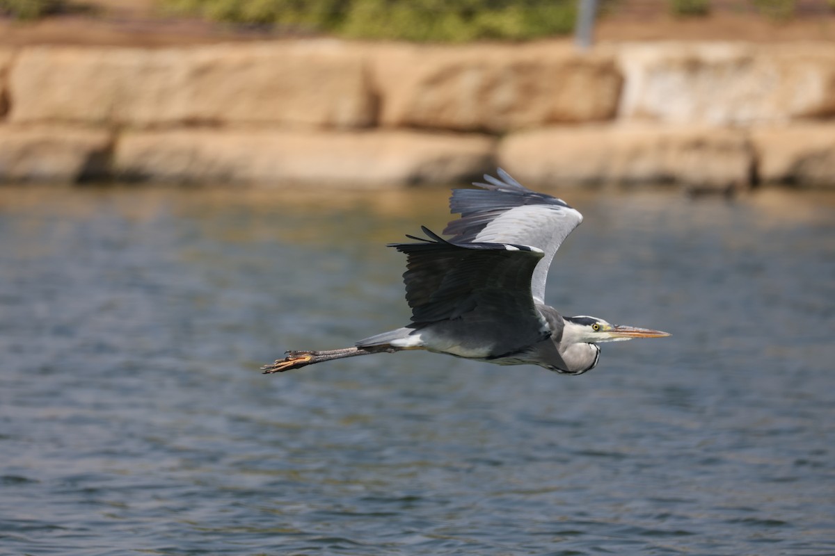 Gray Heron - ML643874599