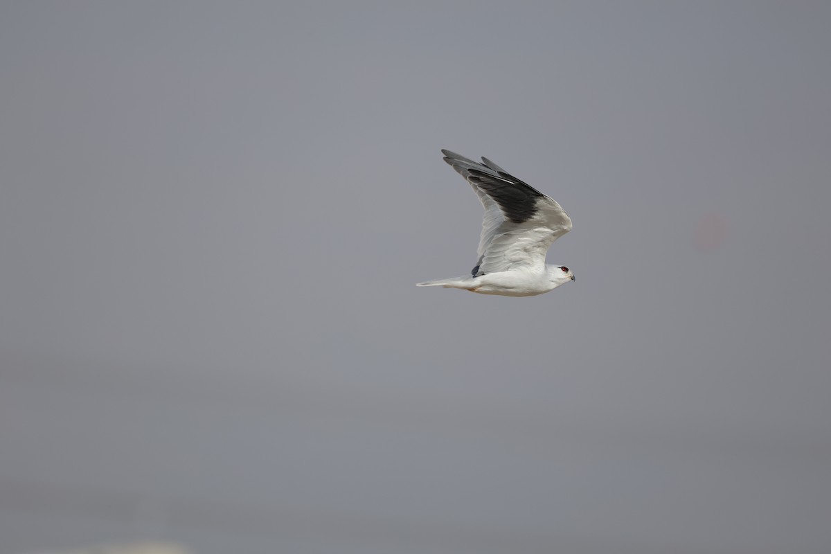 Ak Çaylak - ML643874602