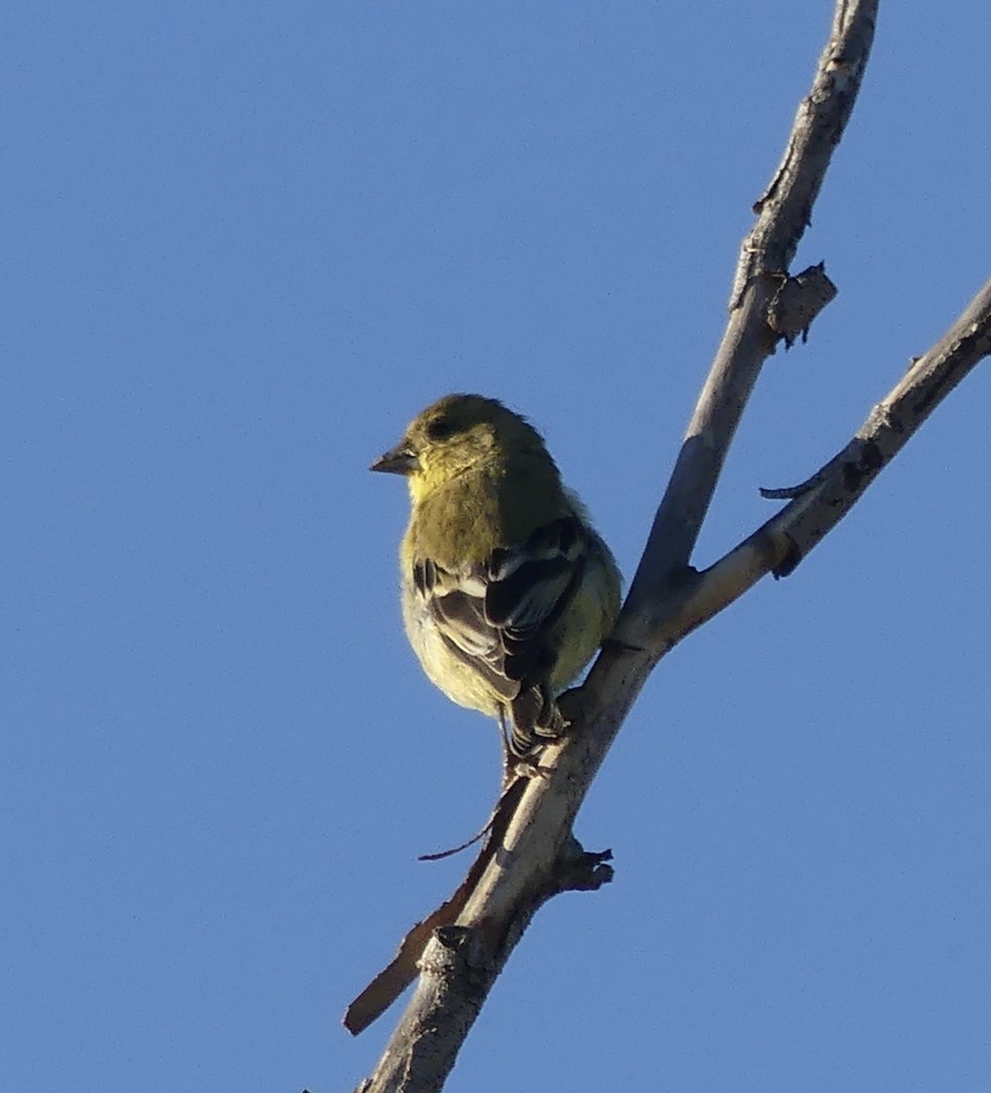 Lesser Goldfinch - ML643874610