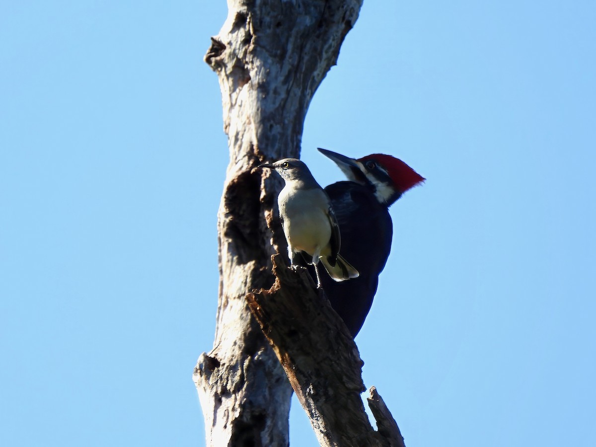 Northern Mockingbird - ML643874611