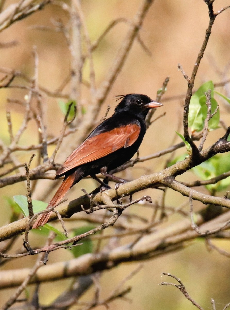Crested Bunting - ML643874623