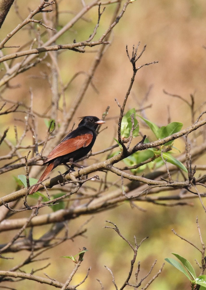 Crested Bunting - ML643874624