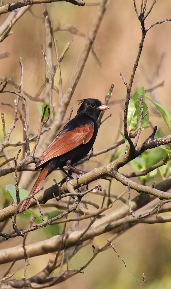 Crested Bunting - ML643874625