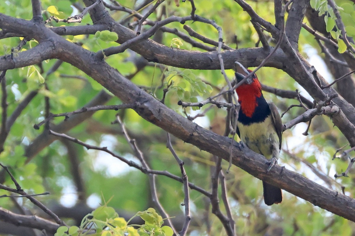 Black-collared Barbet - ML643874628