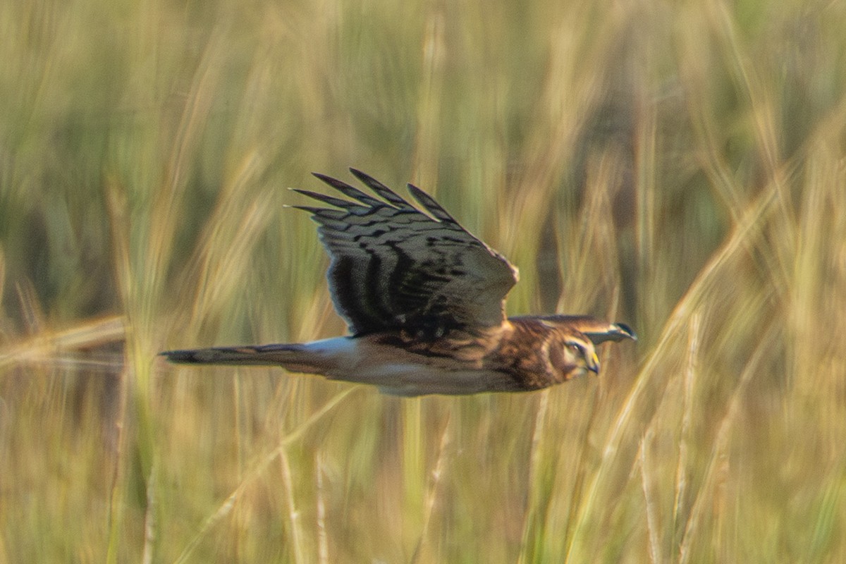 Northern Harrier - ML643874666