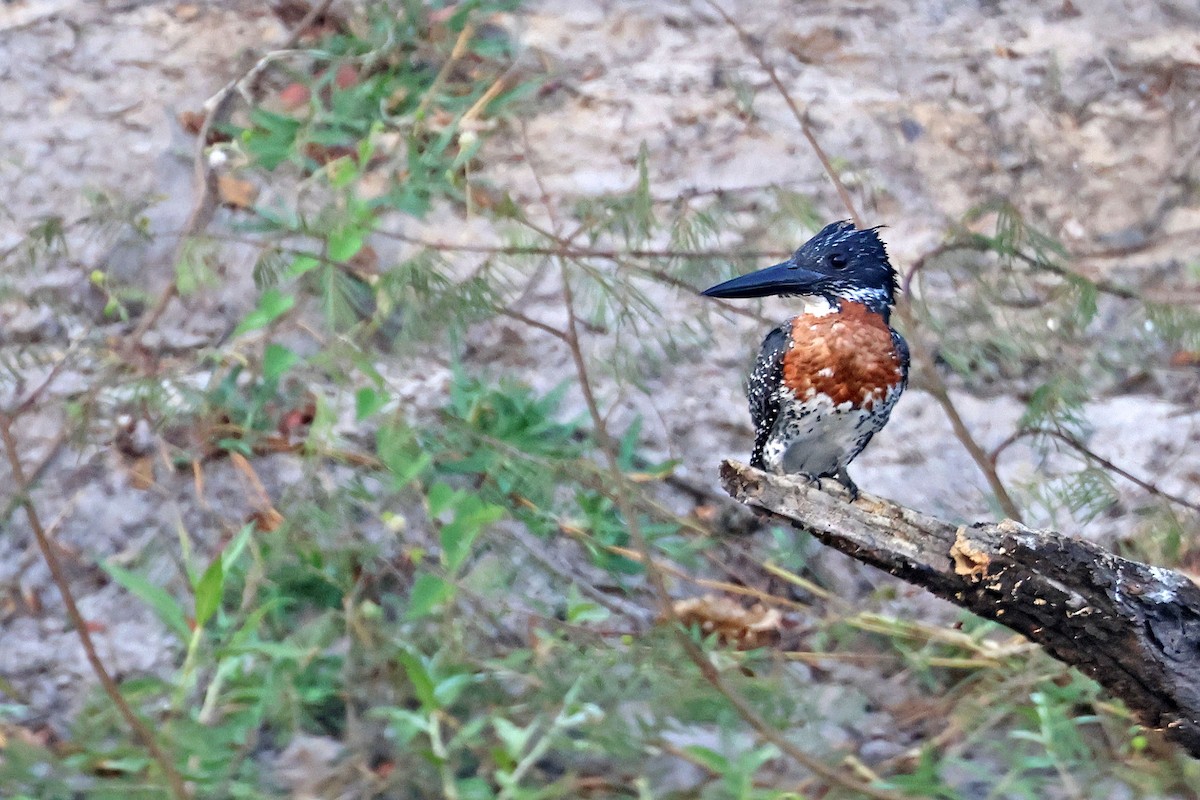 Martin-pêcheur géant - ML643874709