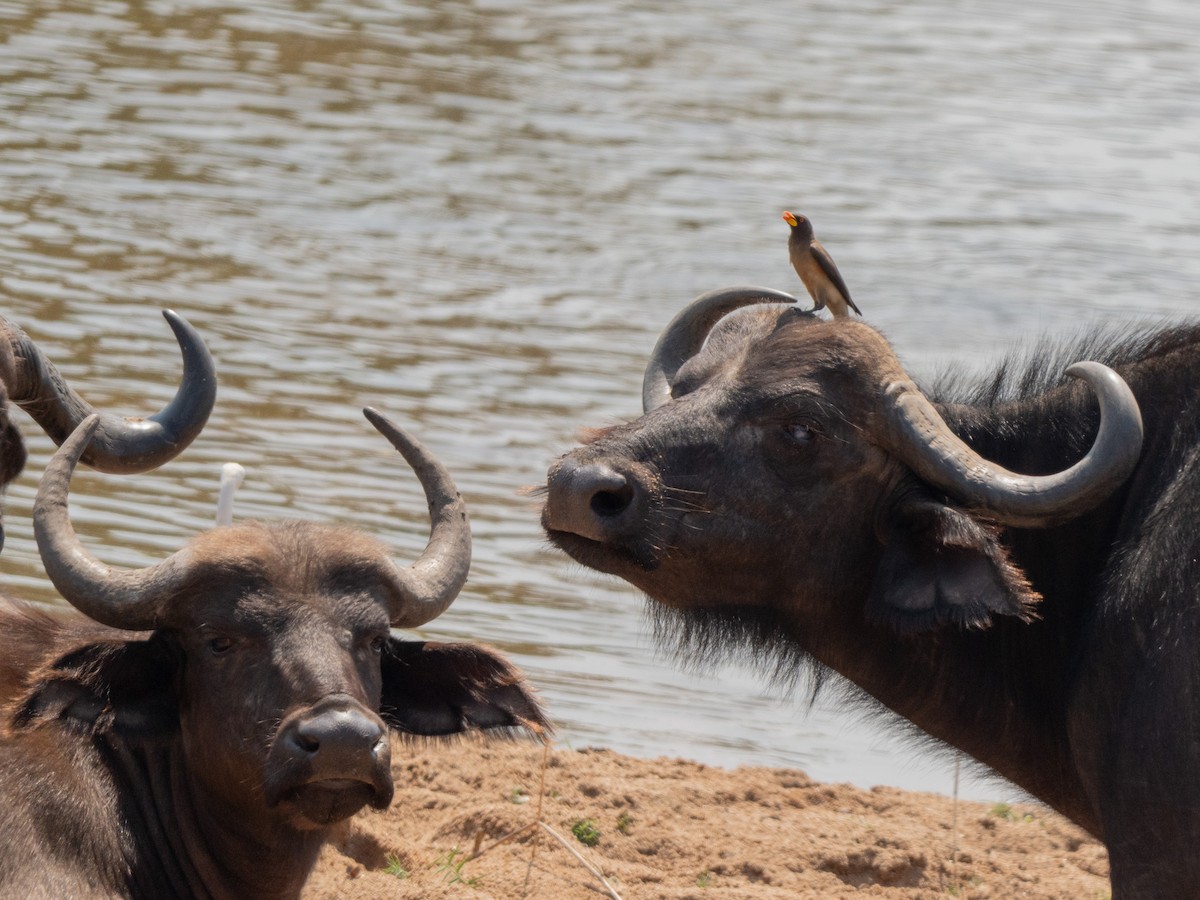 Yellow-billed Oxpecker - ML643874710