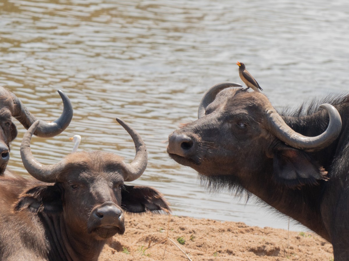 Yellow-billed Oxpecker - ML643874711