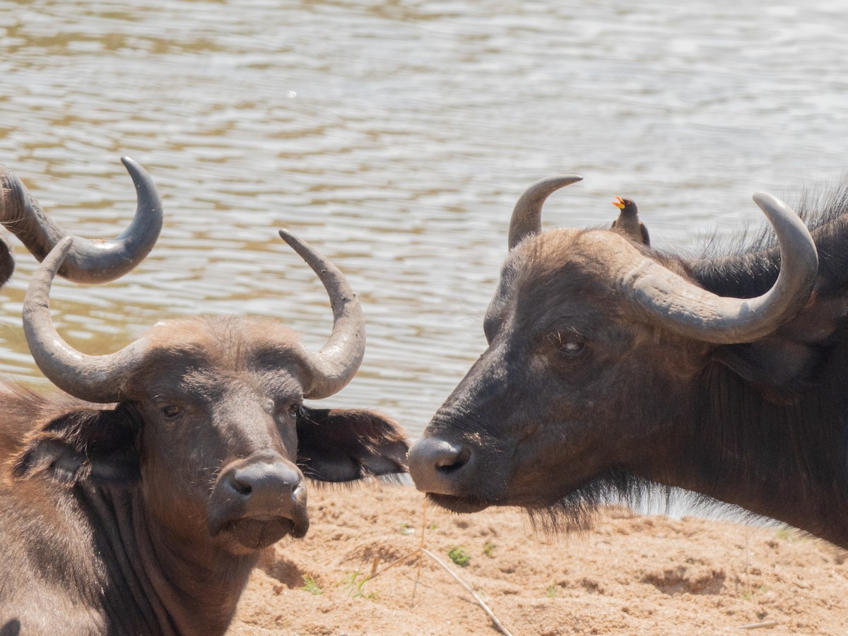 Yellow-billed Oxpecker - ML643874713