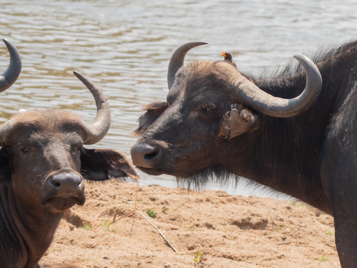 Yellow-billed Oxpecker - ML643874714