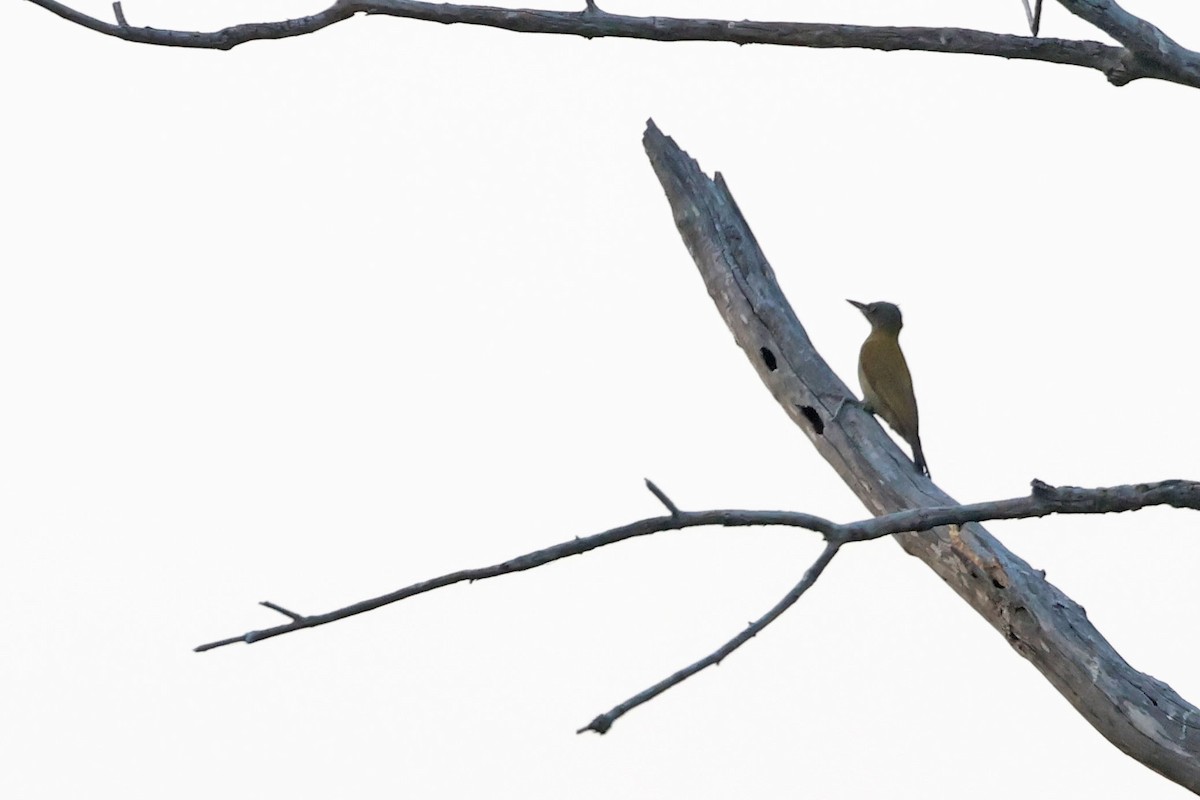 Olive Woodpecker (Red-bellied) - ML643874715