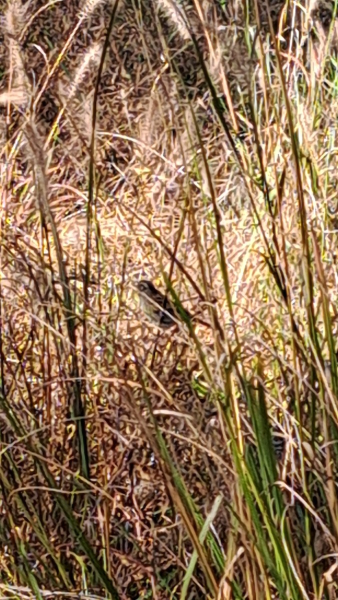 シベリアジュリン - ML643874717