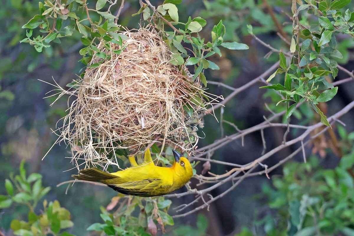 Holub's Golden-Weaver - ML643874722