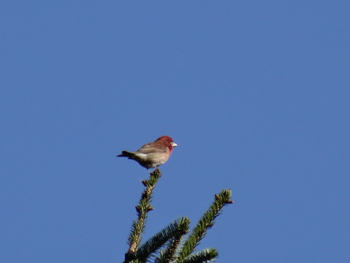 Purple Finch - ML643874754