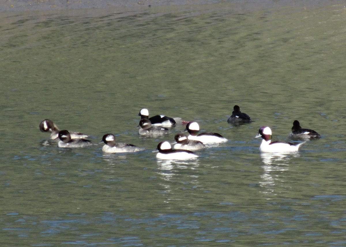 Bufflehead - ML643874755