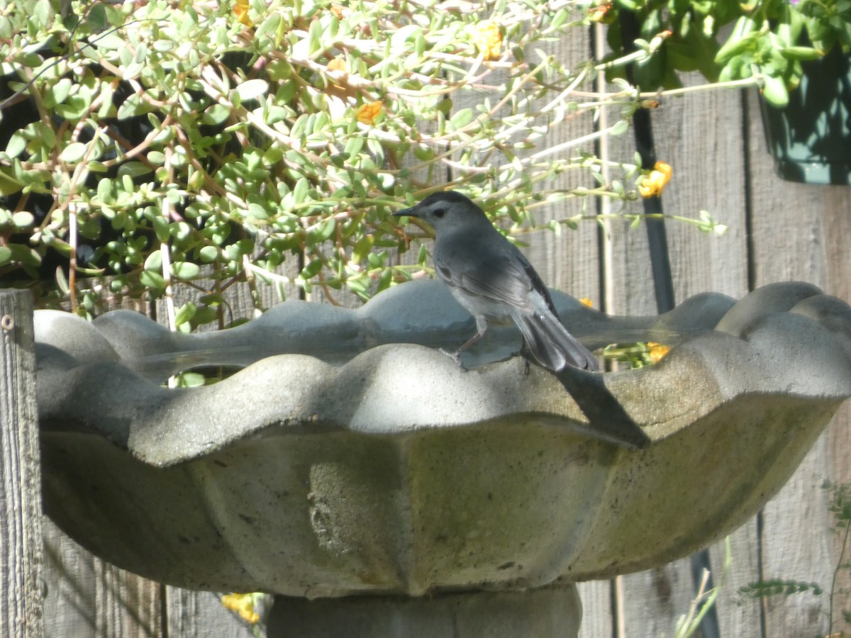 Gray Catbird - ML643874758