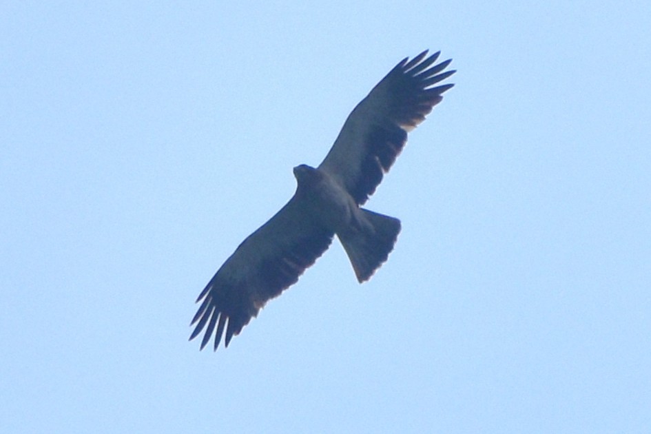 Бахим бүргэд - ML643874771