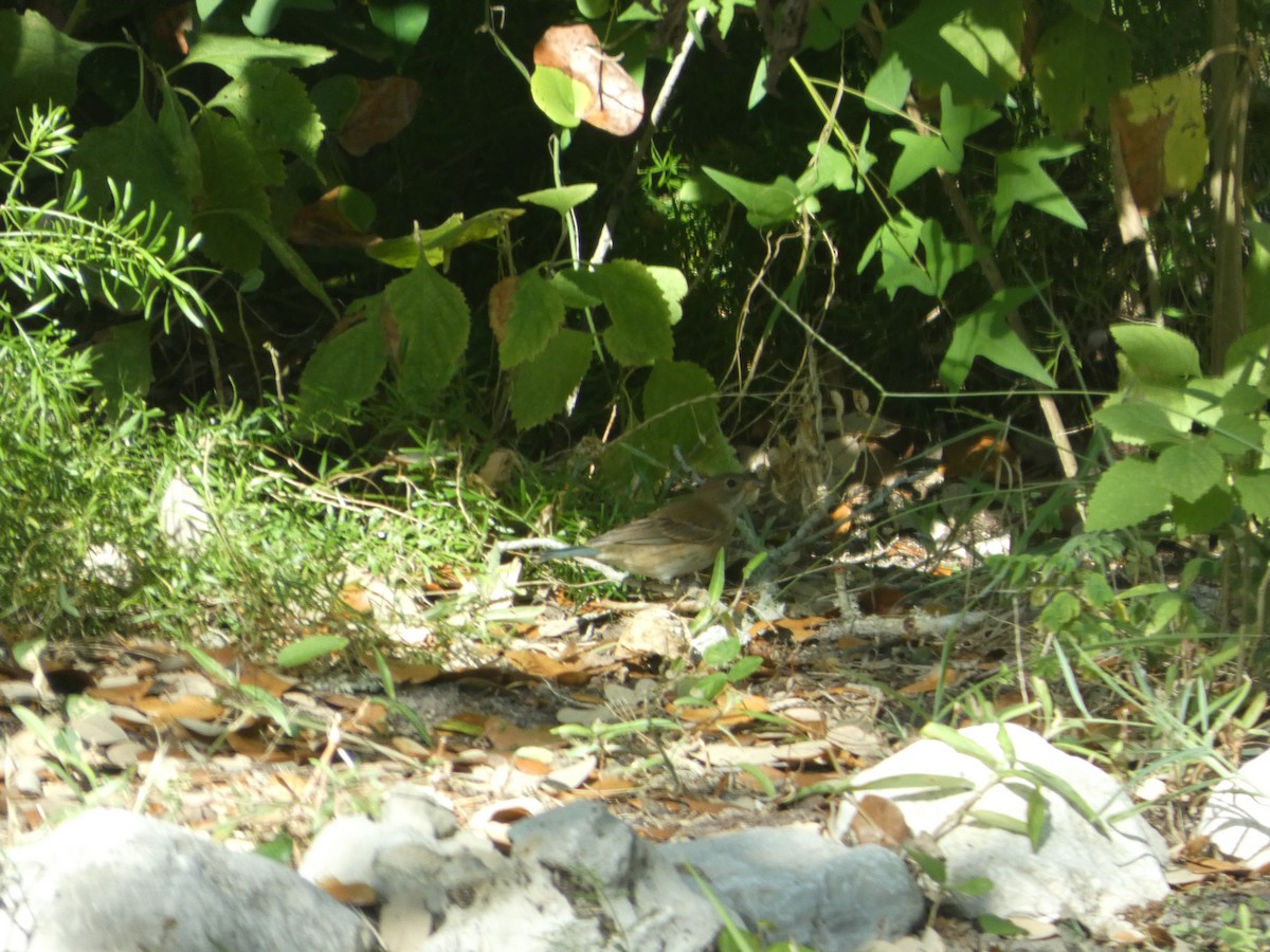 Indigo Bunting - ML643874806