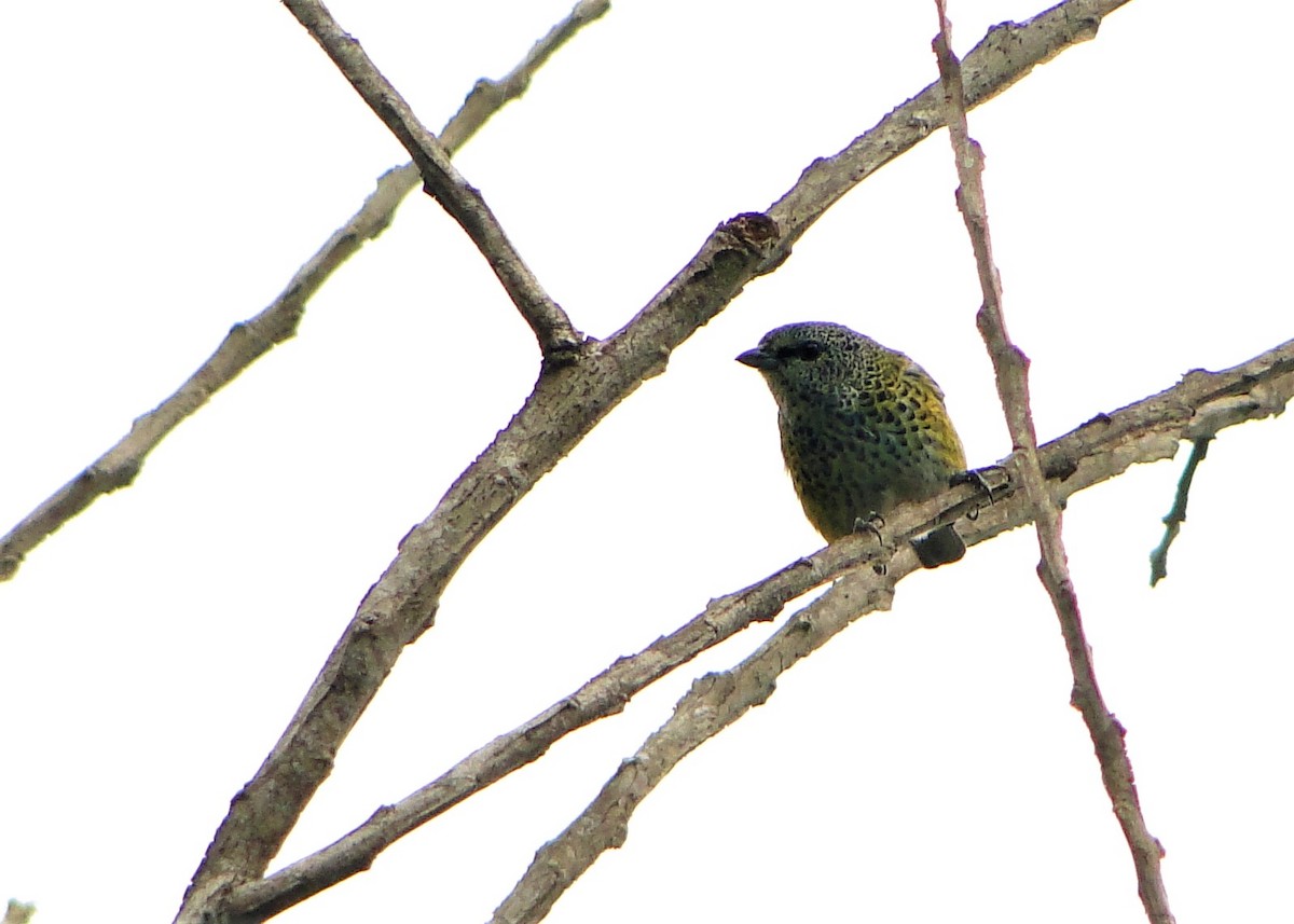 Spotted Tanager - ML64387481