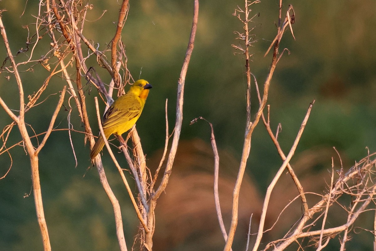 Holub's Golden-Weaver - ML643874811