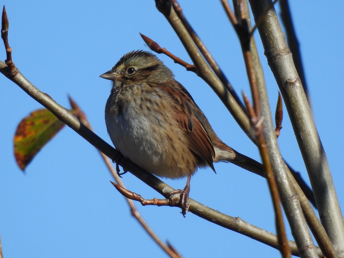 Swamp Sparrow - ML643874828