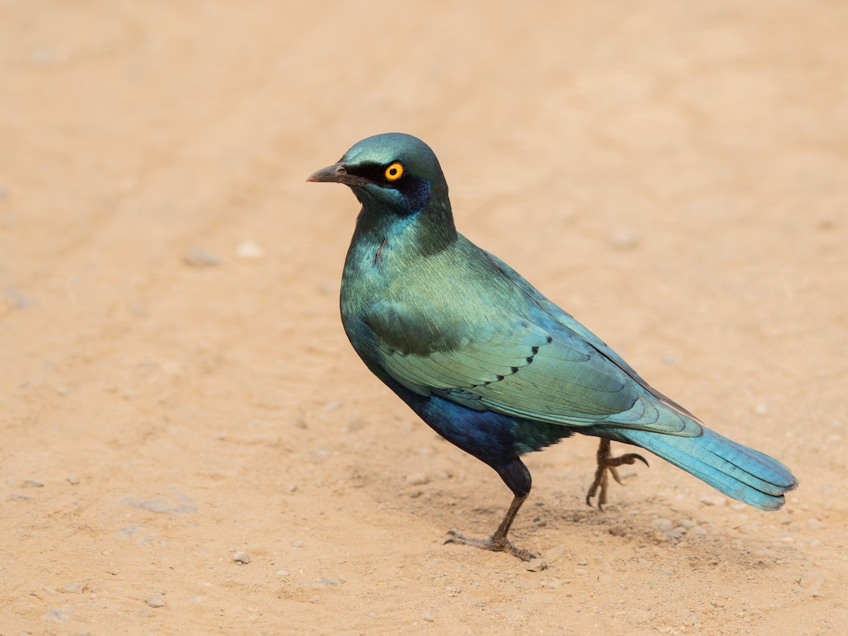 Greater Blue-eared Starling - ML643874835