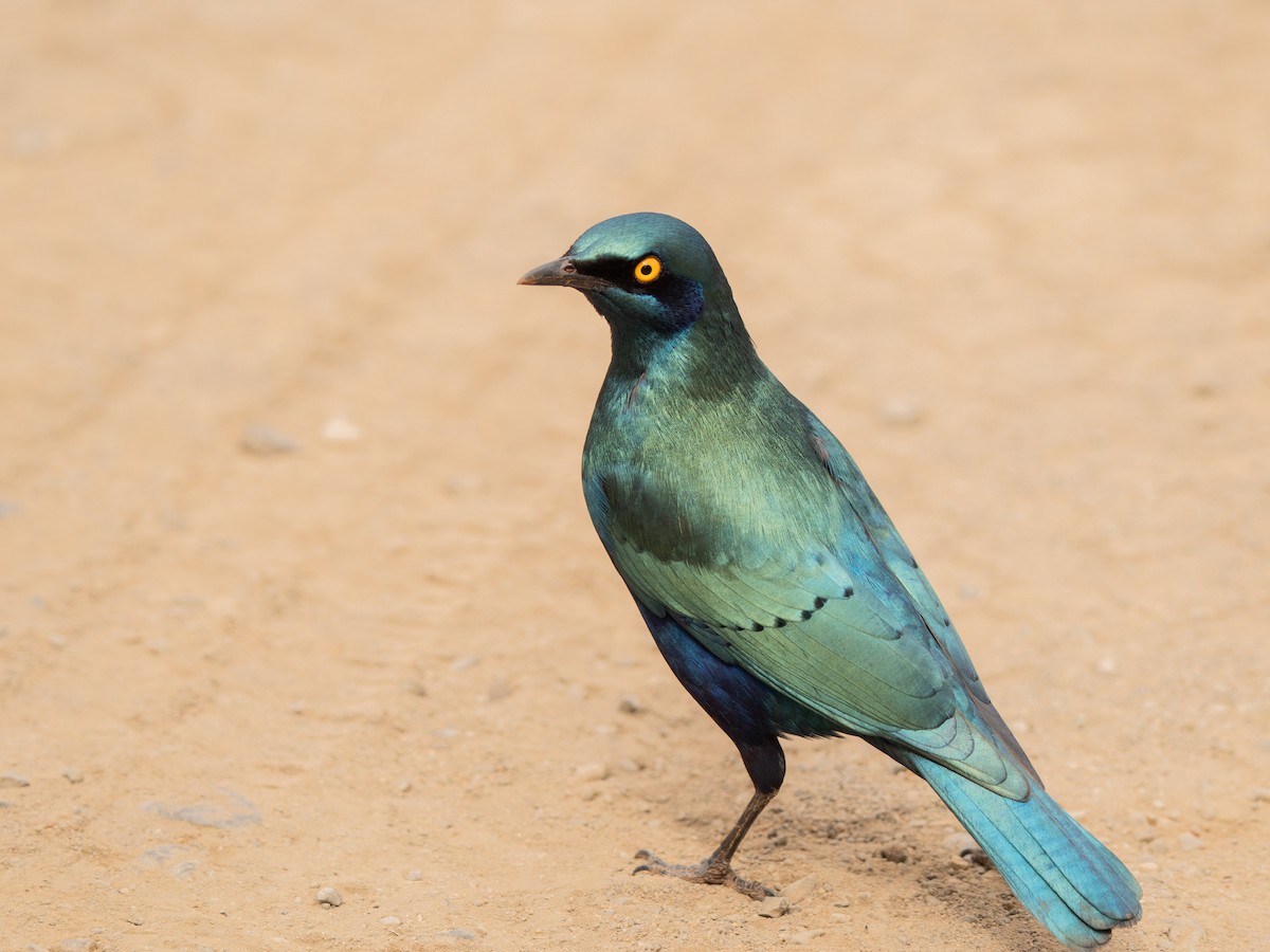 Greater Blue-eared Starling - ML643874836