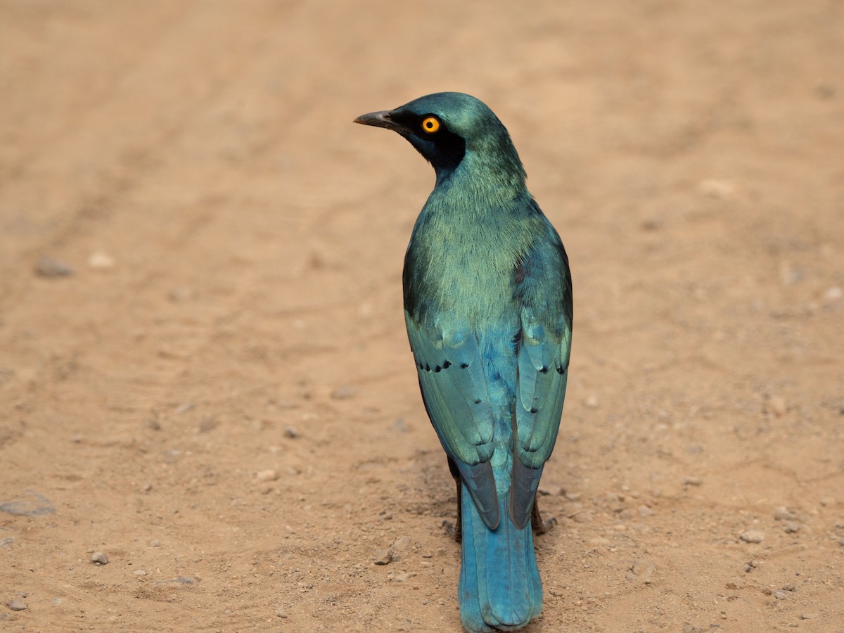 Greater Blue-eared Starling - ML643874837