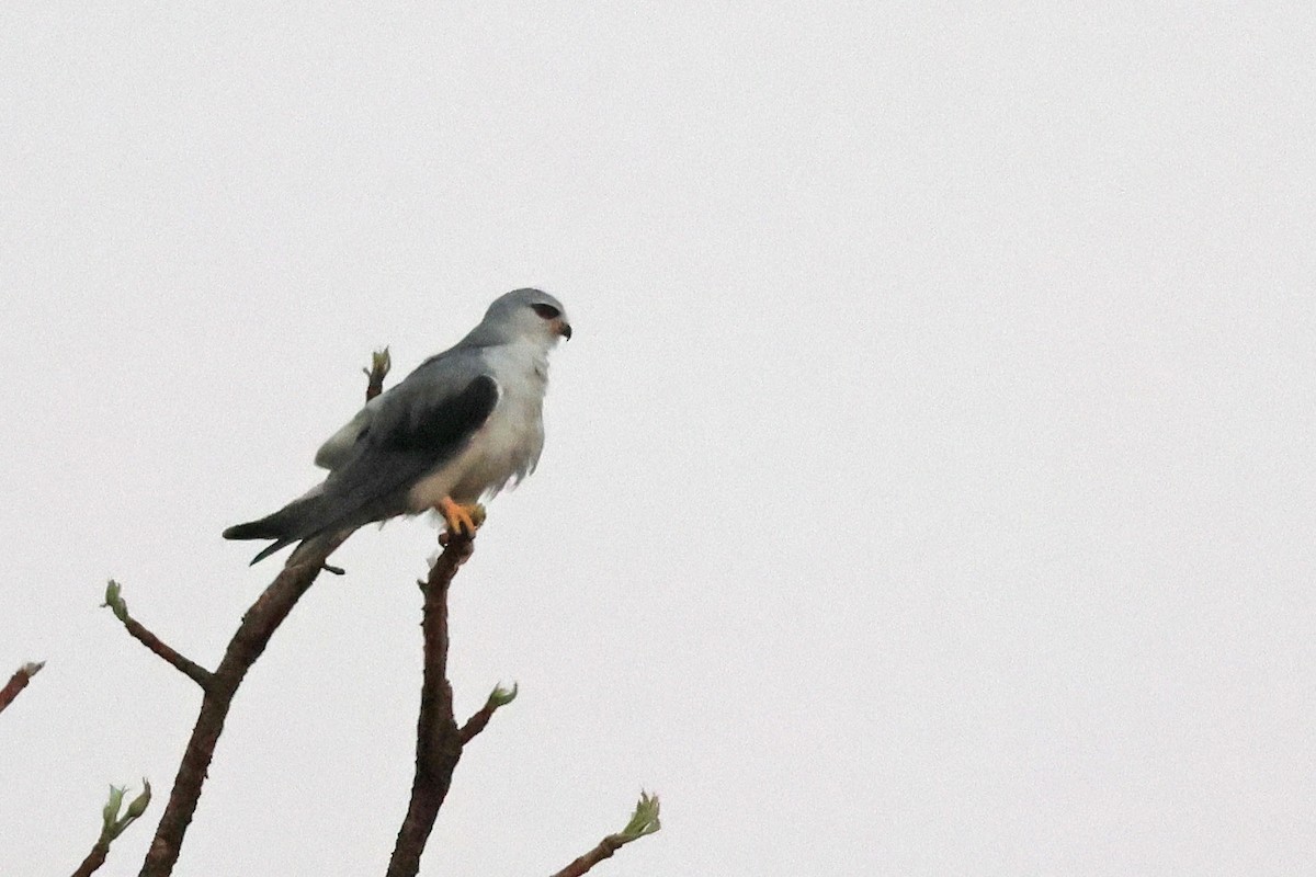 Ak Çaylak (caeruleus) - ML643874838