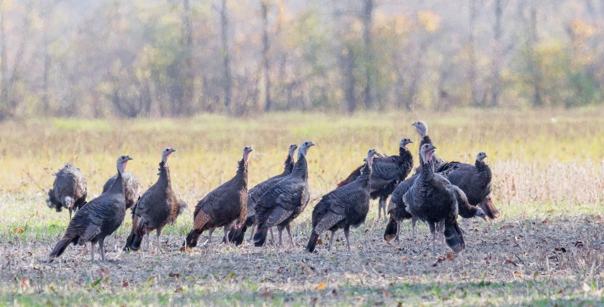 Wild Turkey - ML643874840