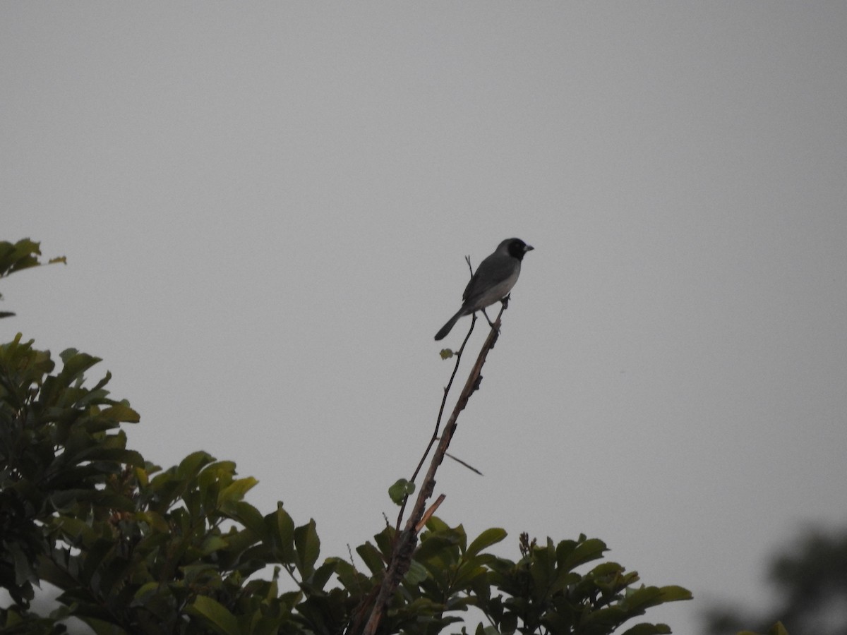 Чернолицая танагра - ML643874843