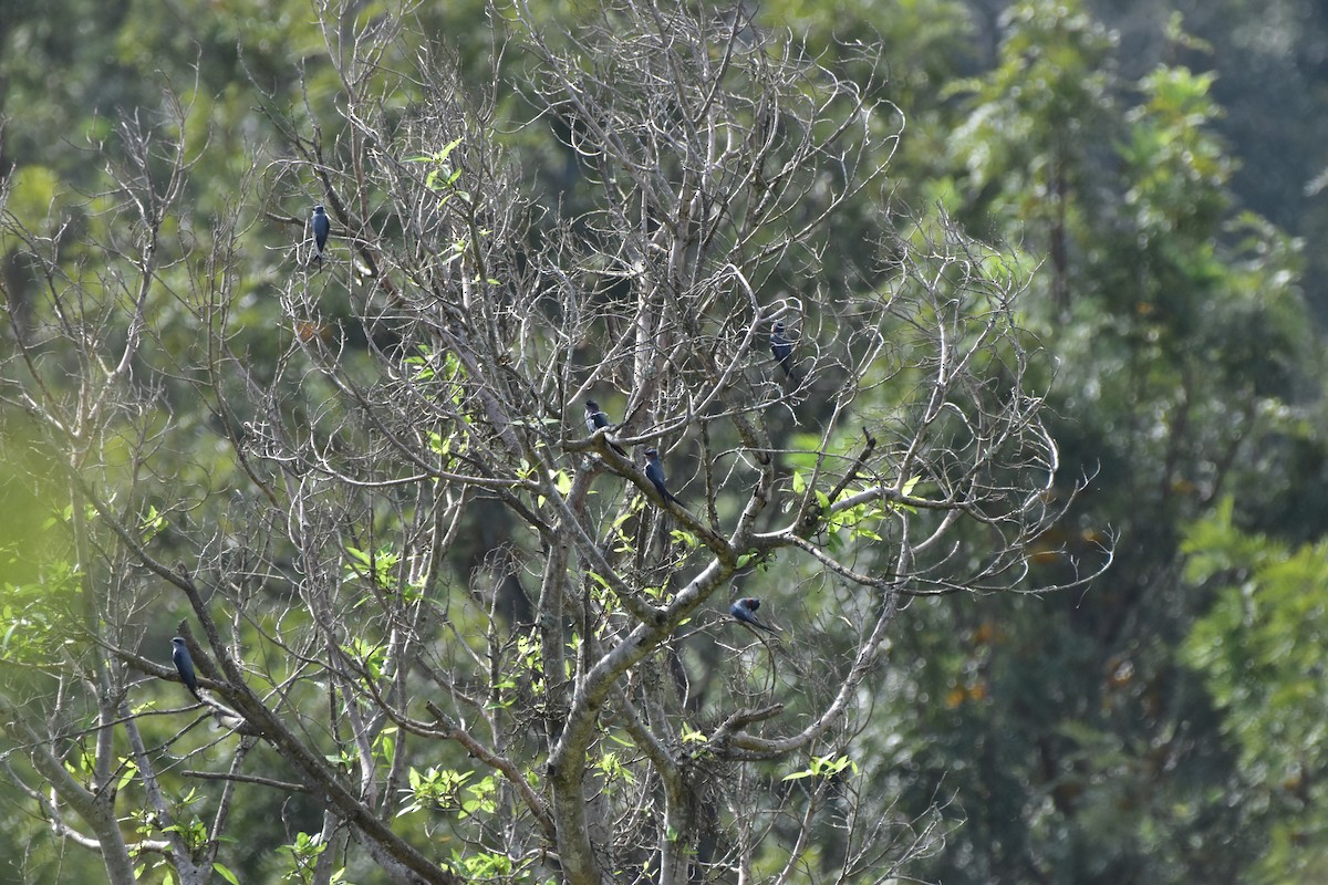 Crested Treeswift - ML643874846
