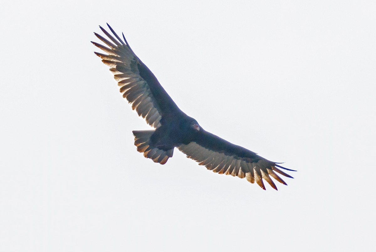 Turkey Vulture - ML643874858