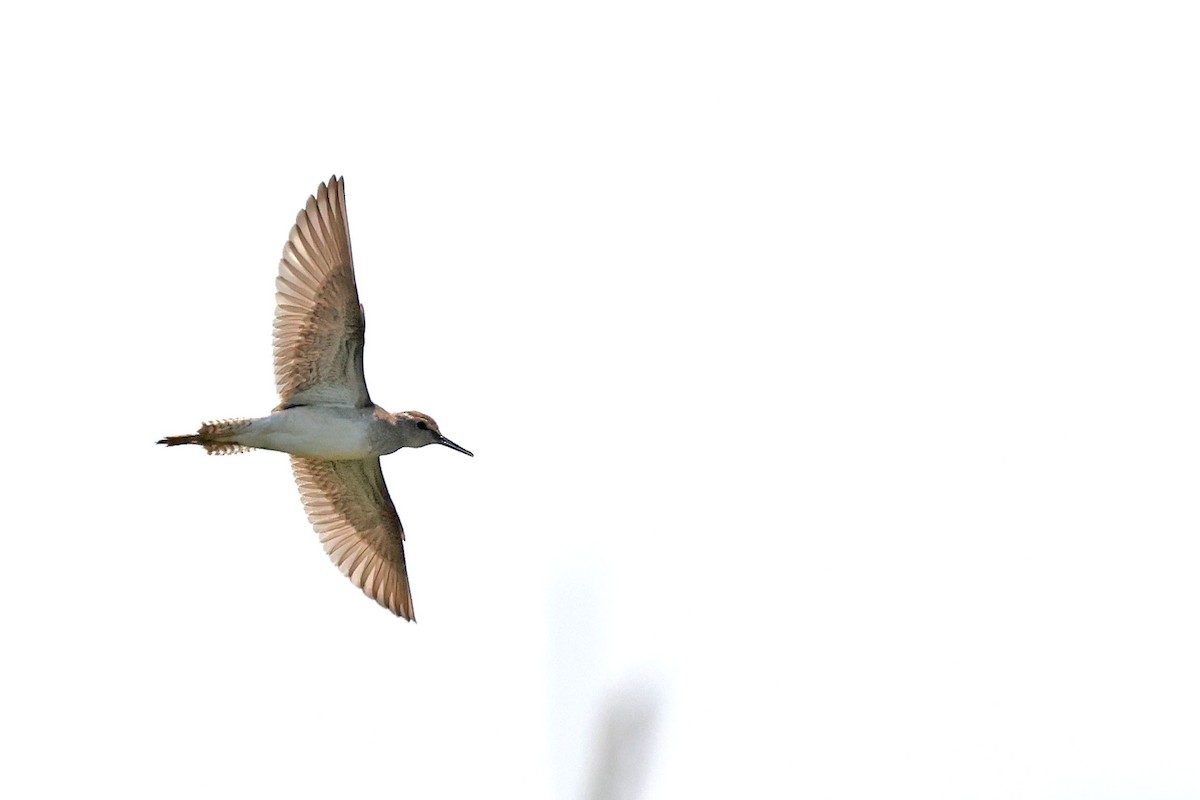 Wood Sandpiper - ML643874869