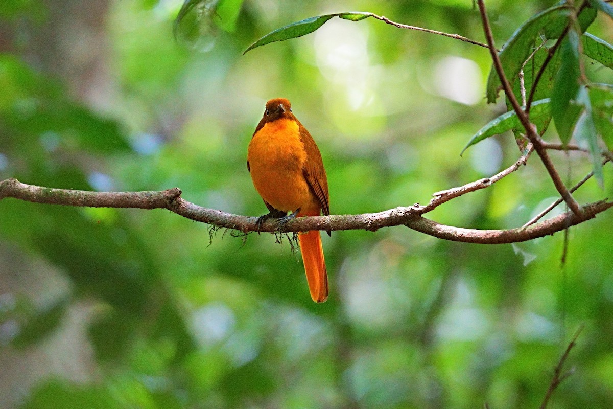 Golden Bowerbird - ML643874870