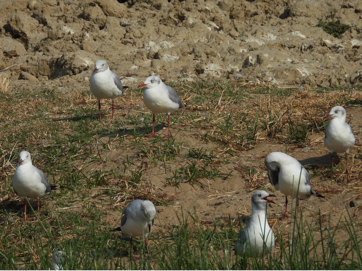 Gray-hooded Gull - ML643874879