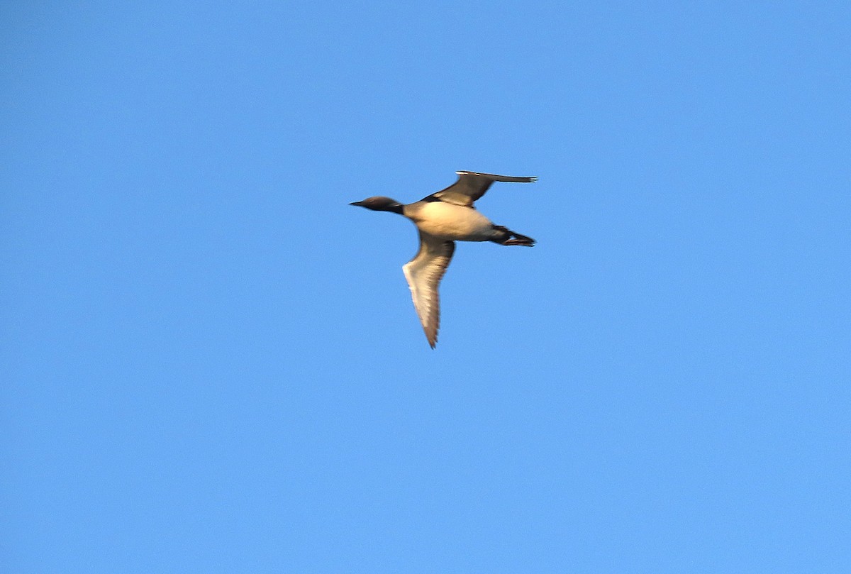 Arctic Loon - ML643874881