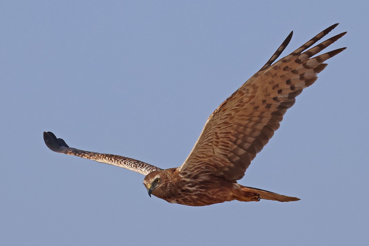 African Marsh Harrier - ML643874891