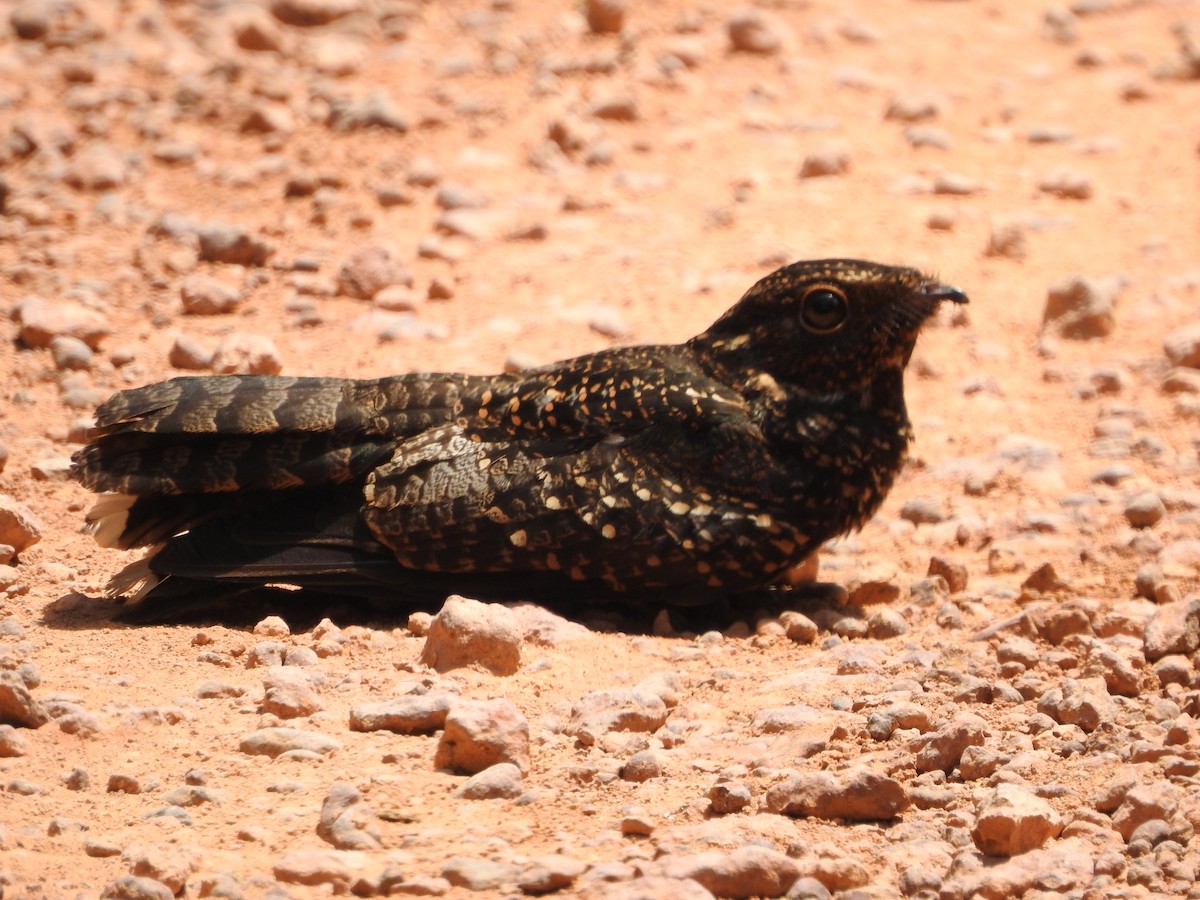 sotnattravn - ML643874894