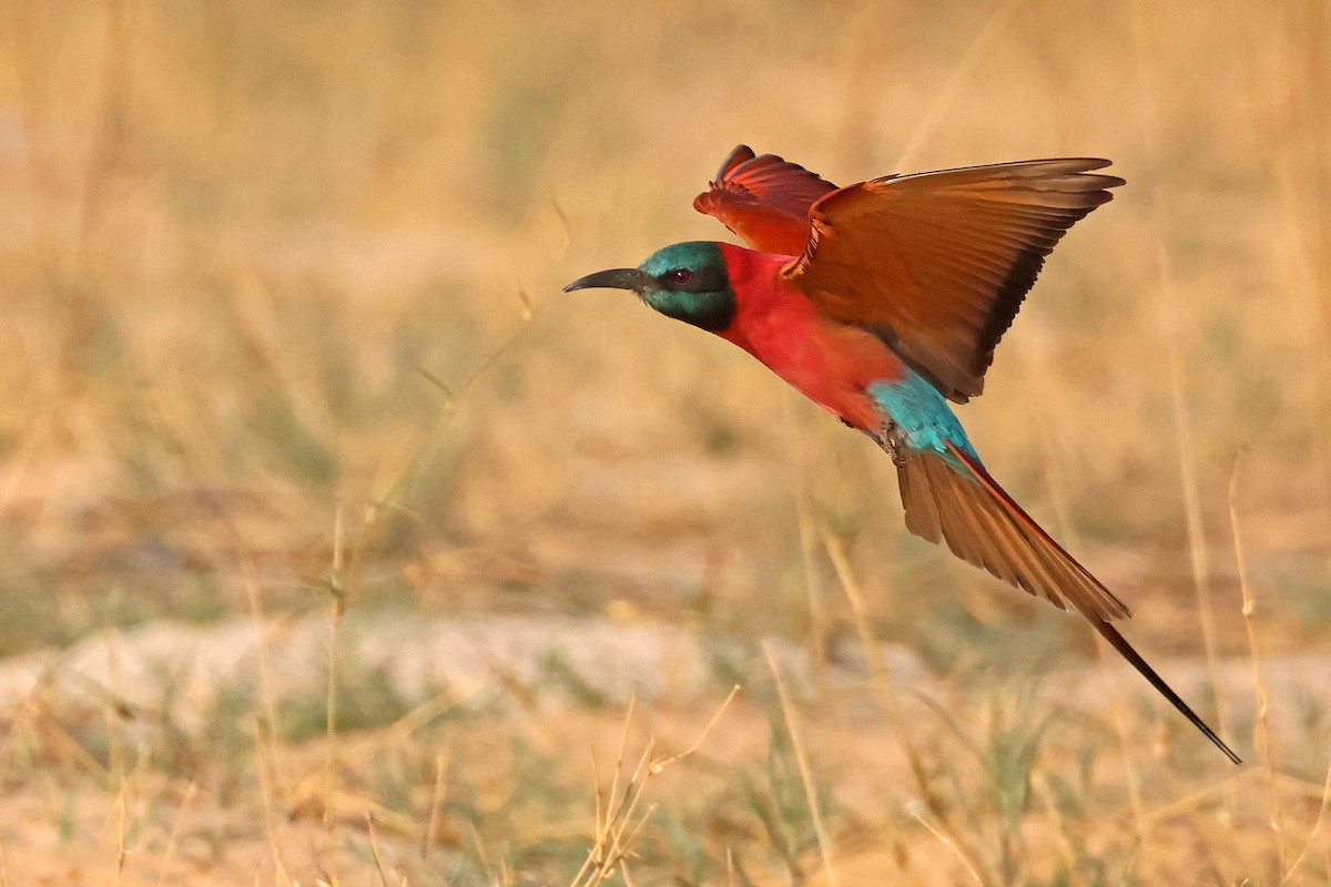 Нубийская щурка - ML643874895