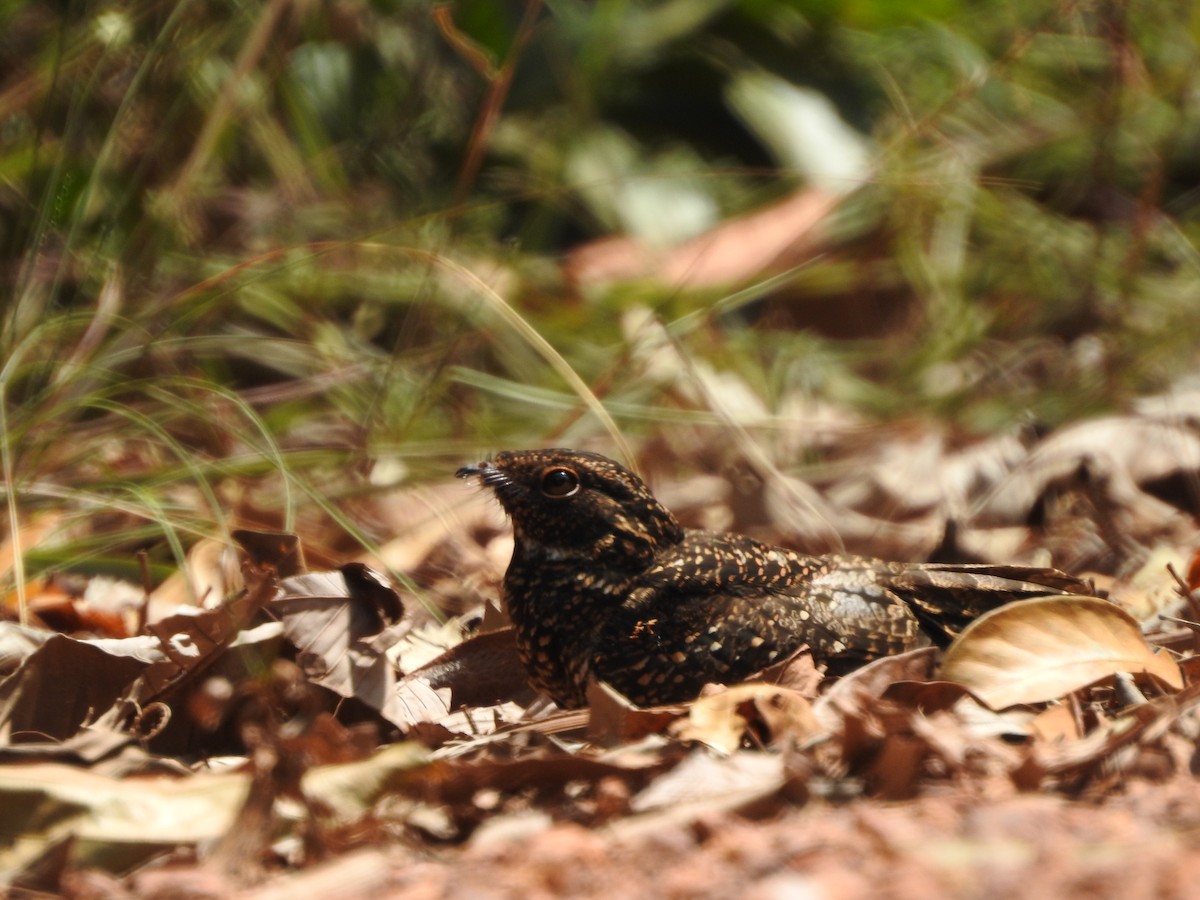 sotnattravn - ML643874898