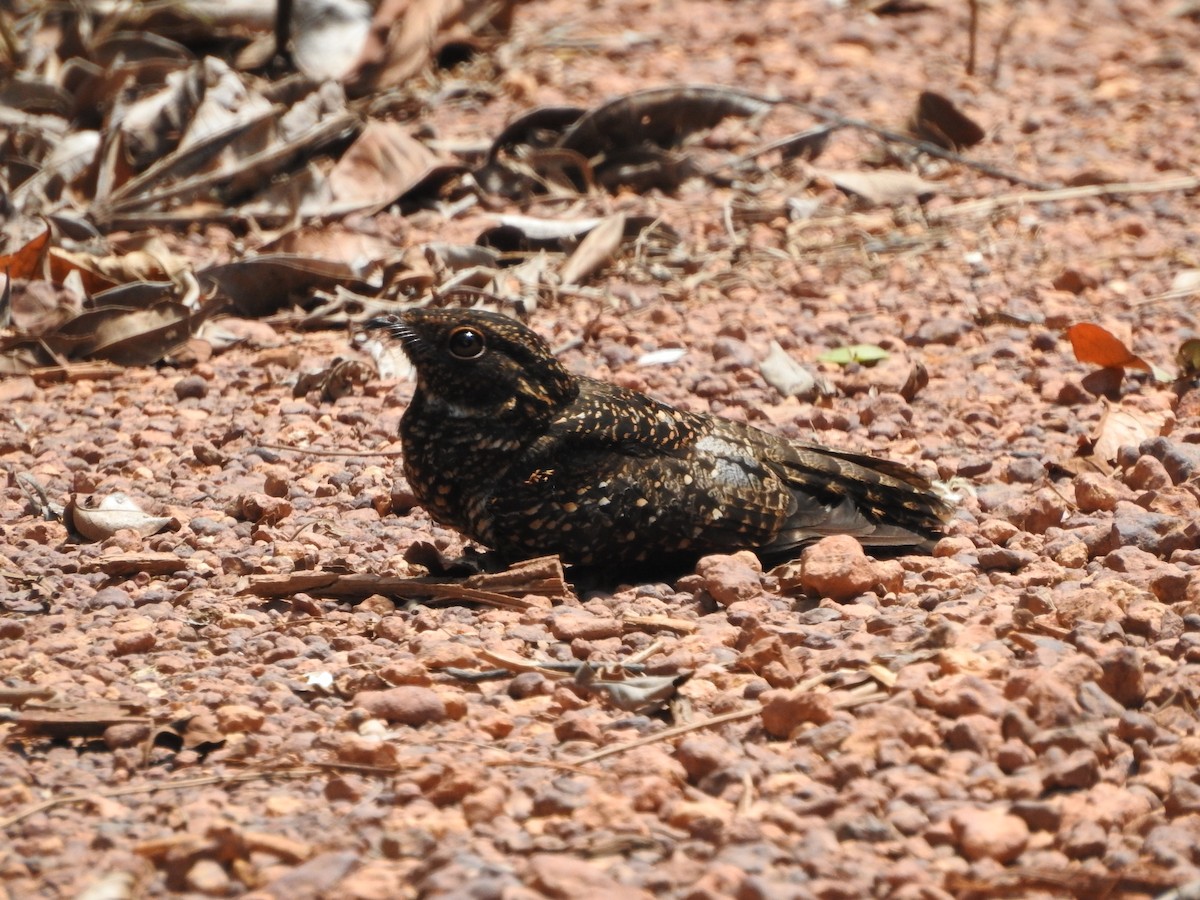 sotnattravn - ML643874903