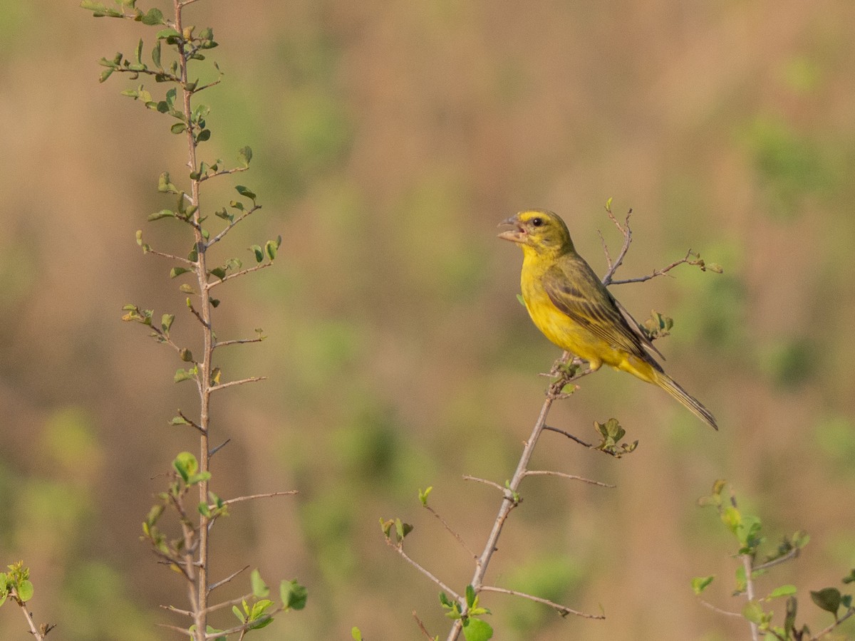 Brimstone Canary - ML643874915