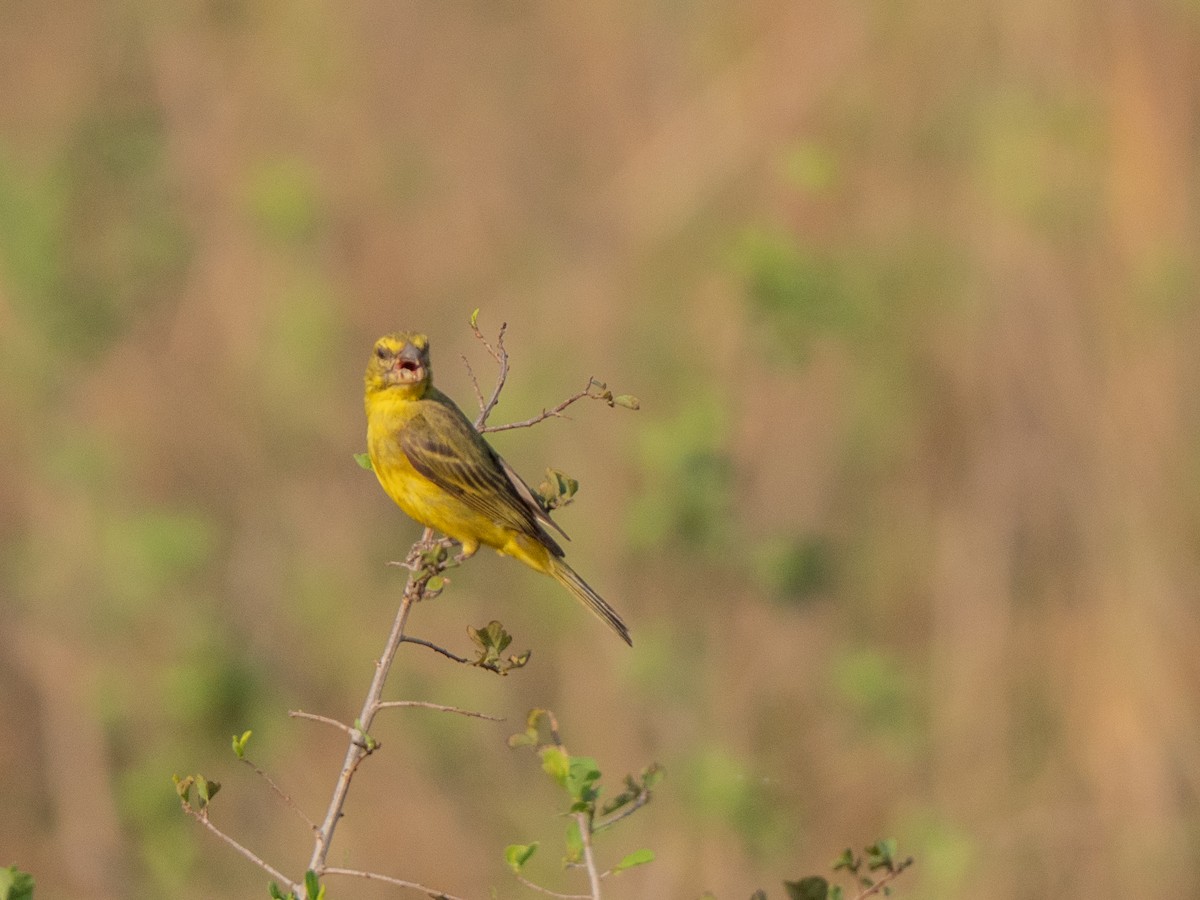 Brimstone Canary - ML643874916