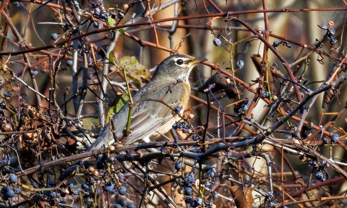 American Robin - ML643874918