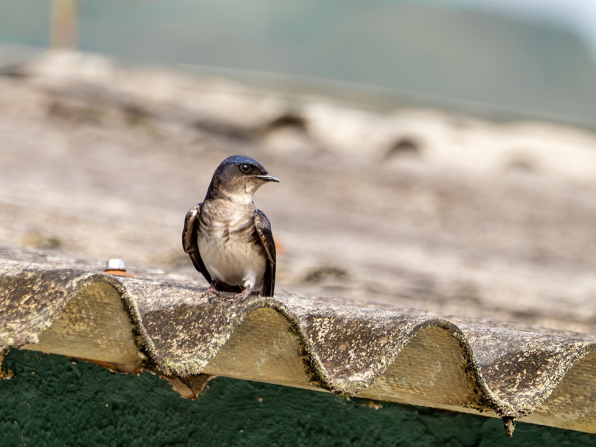 Gray-breasted Martin - Vitor Rolf Laubé